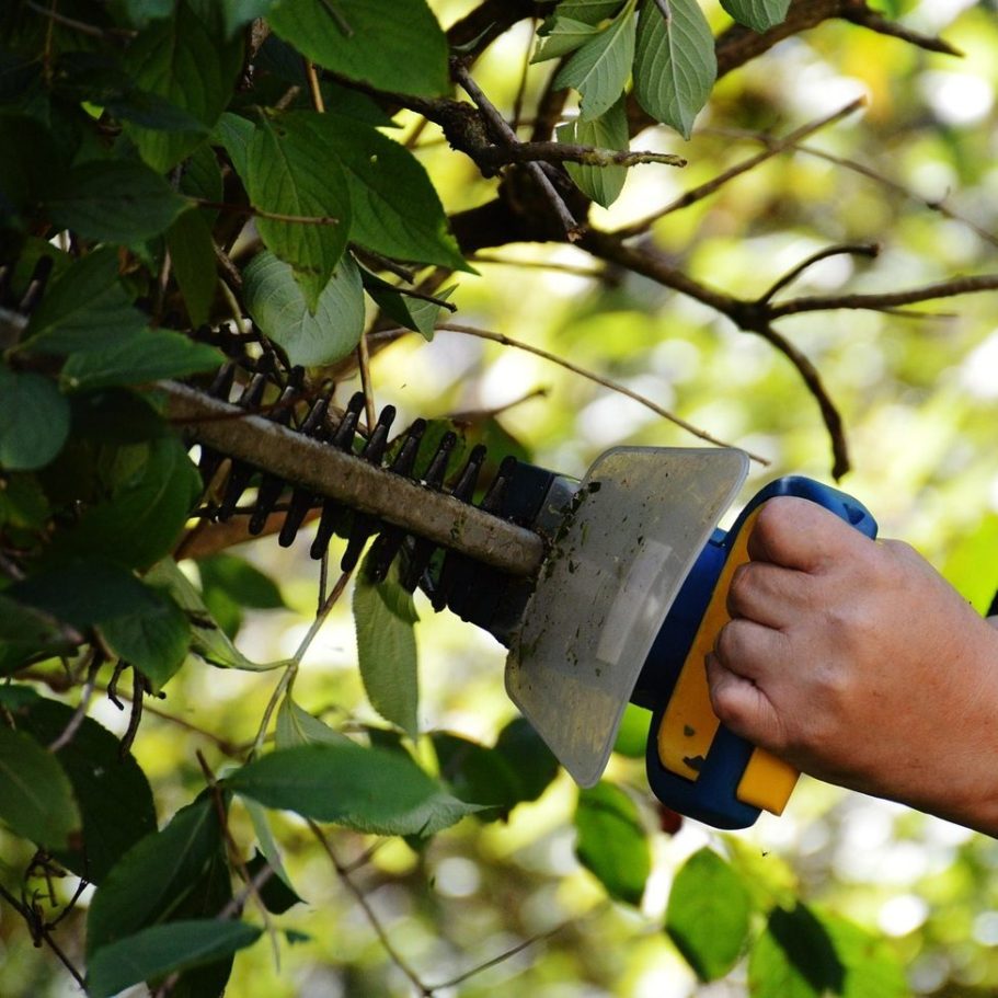 Hedge Trimming